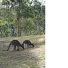 Photo: kangooros in the Blue Montains