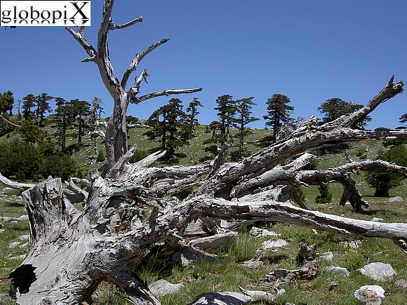 Parco del Pollino - Pino loricato