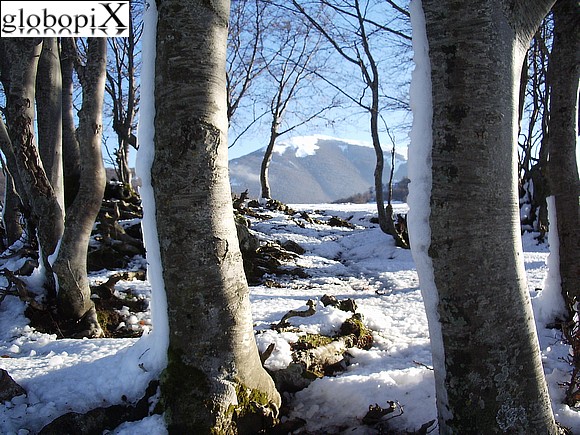 Parco del Pollino - Alberi innevati