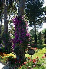 Giardini di Augusto