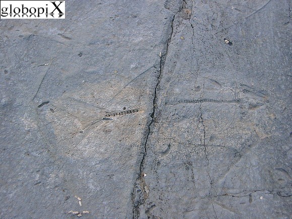 Matese - Parco geopaleontologico