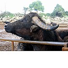 Foto: Dintorni di Paestum