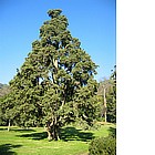 Foto: Giardino Inglese