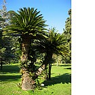 Foto: Giardino Inglese