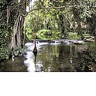 Photo: Mangroves