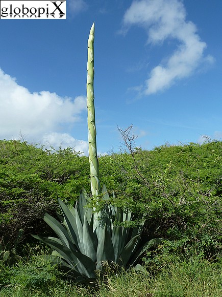 Curacao - Cactus nel Christoffel Park