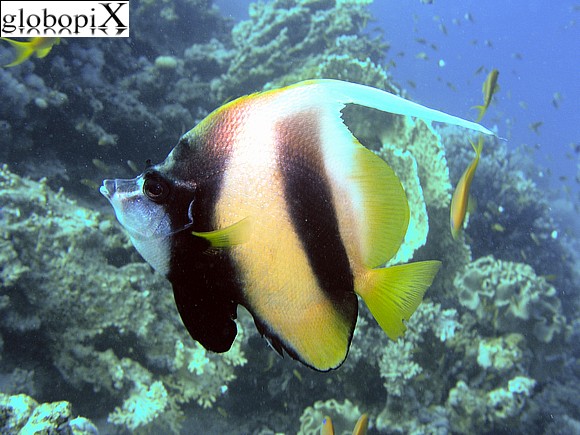 Sharm Diving - Pesce farfalla bandiera