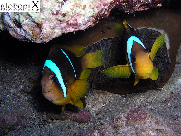 Sharm Diving - Pesce pagliaccio