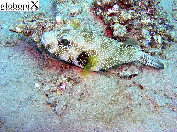 Sharm Diving - Pesce palla stellato