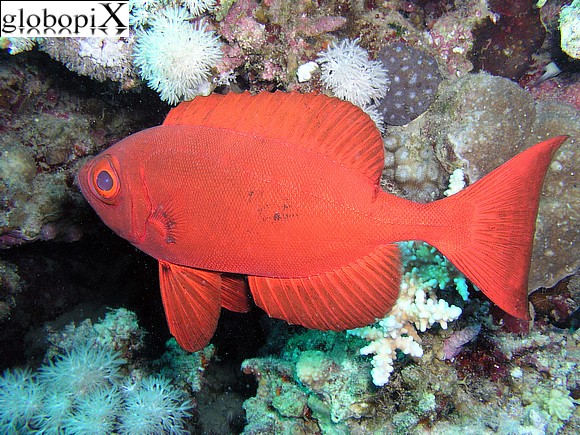 Sharm Diving - Pesce soldato