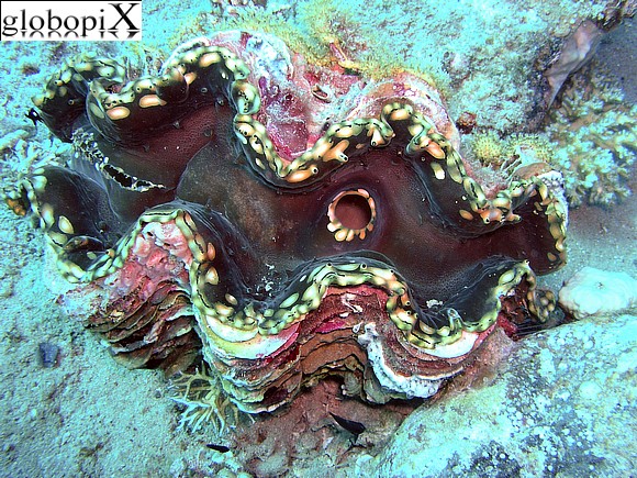 Sharm Diving - Tridacna