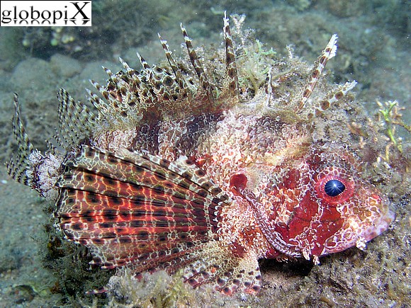 Sharm Diving - Pesce leone