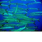 Foto: Un branco di barracuda