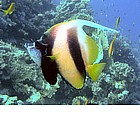 Foto: Pesce farfalla bandiera