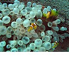 Foto: Pesce pagliaccio bifasciato