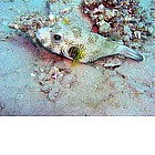 Foto: Pesce palla stellato