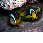 Foto: Pesce pagliaccio
