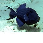 Foto: Pesce balestra