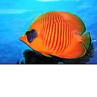 Foto: Pesce farfalla mascherato