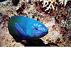 Foto: Pesce pappagallo rugginoso