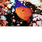 Foto: Cernia corallina
