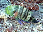 Foto: Tordo dalla coda festonata