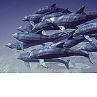 Foto: Delfini nel Mar Rosso