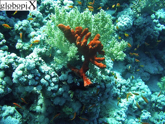 Sharm Diving - Spugna di fuoco nel Mar Rosso