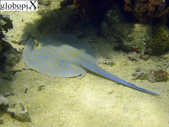 Sharm Diving - Trigone a macchie blu