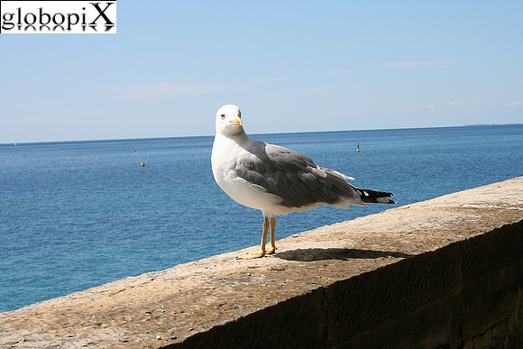 Castelli sul mare - Castello di Miramare