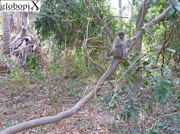 Gambia - Green Vervet Monkey