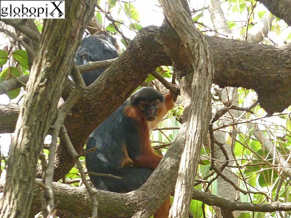 Gambia - Red Monkey