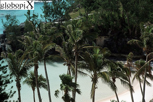 Bermuda - Palme in riva al mare