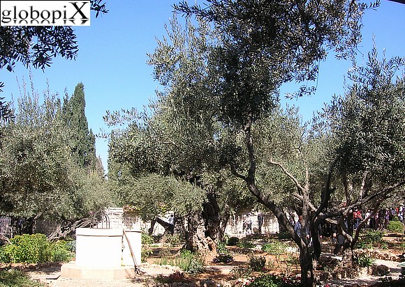 Orto degli Ulivi - Getsemani