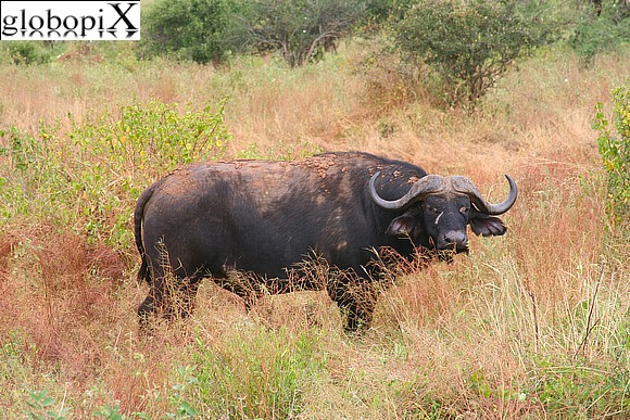 Safari Tsavo - Bufalo nero