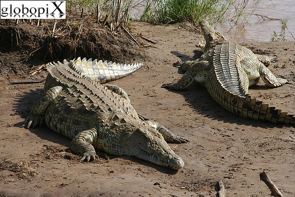 Safari Tsavo - Coccodrilli