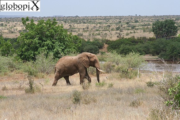 Safari Tsavo - Elefante africano
