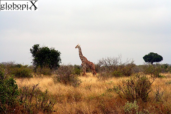 Safari Tsavo - Giraffa