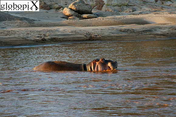 Safari - Hippopotamous
