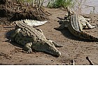 Photo: Crocodiles