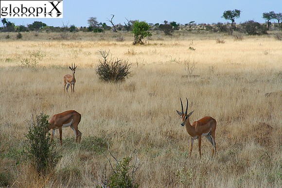 Gazzelle
