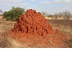 Foto: Nido di termiti