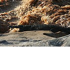 Photo: Crocodile