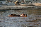 Photo: Hippopotamous