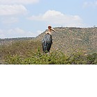 Photo: Stork