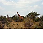 Photo: Giraffe