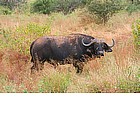 Photo: Black bufalo