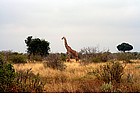 Photo: Giraffa