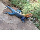 Iguana