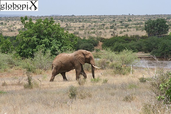 Elefante africano